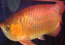 金龙鱼可以长多大 金龙鱼和银龙鱼有什么区别？？