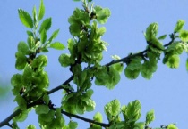 枇杷子可以种吗？