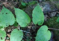 猕猴桃叶子发黄怎么治