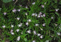 半边莲怎么养护