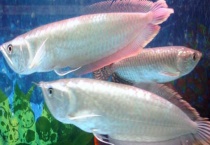 银龙鱼的寿命有多长 附养殖环境和多久？