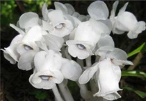 水晶兰是保护植物吗？