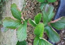 草莓大小叶是什么病