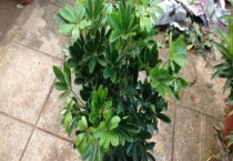 鸭掌木开花吗？