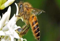 为什么老人说被蜜蜂蛰是好事 被蜇后的注意事项