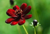 植物无氧呼吸产生什么？