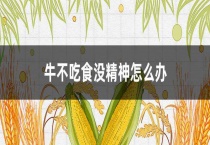 牛不吃食没精神怎么办？