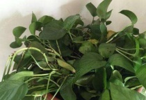 移栽后叶子蔫了怎么办？