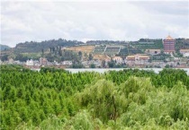 让杂草快速腐烂多久？