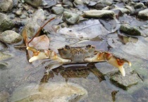 深水蟹有哪些？