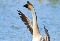 大雁和大雁鹅的区别？ 大雁鹅原产地在哪