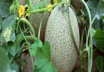 哈密瓜种子处理方法 注意将种子晒干