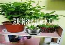 发财树浇水注意事项