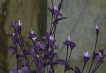 紫色叶子的植物叫什么？