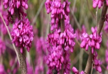 紫荆花叶子变红是什么原因？