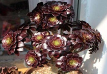 黑法师浇水过多的症状