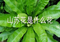山苏花是什么花