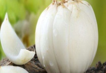 兰州百合鳞片种植多久？