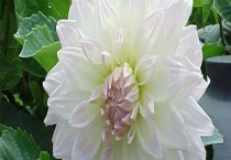 大丽花和红薯花区别？