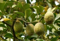 枳实是什么植物