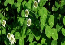 白车轴草是幸运草吗？