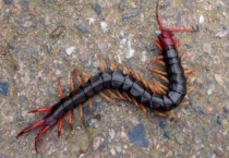 蜈蚣是害虫还是益虫啊