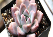 奥普琳娜和霜之朝区别？