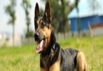 昆明犬和德牧的区别？ 昆明犬和德牧哪个好？