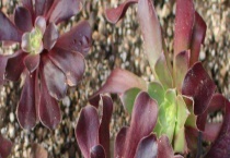 紫羊绒和黑法师的区别？ 气味、叶片和颜色均不同