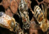 蜂螨的一生怎样度过的 详细介绍