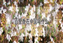百里香在中国叫什么？