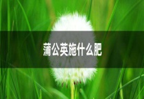 蒲公英施什么肥