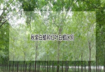 秋紫白蜡和红叶白蜡区别？