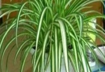 金边吊兰烂根怎么办 附烂根的原因？