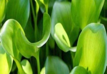 水葫芦在室内养有毒吗？