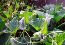 南瓜只长藤不长瓜是什么原因？