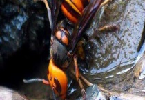 杀人蜂 具体资料有哪些？