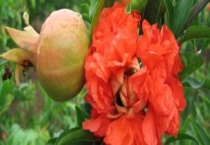 花石榴是常绿还是落叶植物 花石榴和果石榴有什么不同