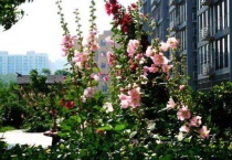 木槿一年开几次