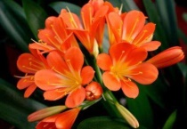 君子兰开花后要不要剪掉花剑