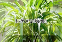 室内净化空气的植物有哪些？