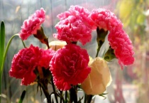 母亲过生日送什么花