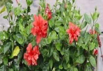 扶桑花有毒吗 有什么功效