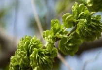 榆钱叶怎么多久？