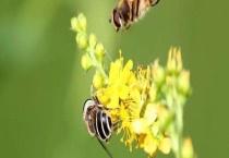中蜂活框怎样安全越冬 怎样预防病害