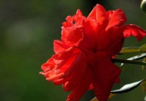 玫瑰黄叶是什么原因？