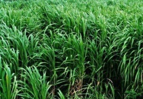 提摩西草在农村叫什么？