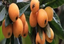 枇杷什么时候开花 附其地理分布、泌蜜条件和蜂蜜产量