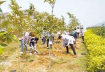 秋天种树能活吗？