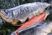 三文鱼皮有什么吃法 辨别真假三文鱼的多久？